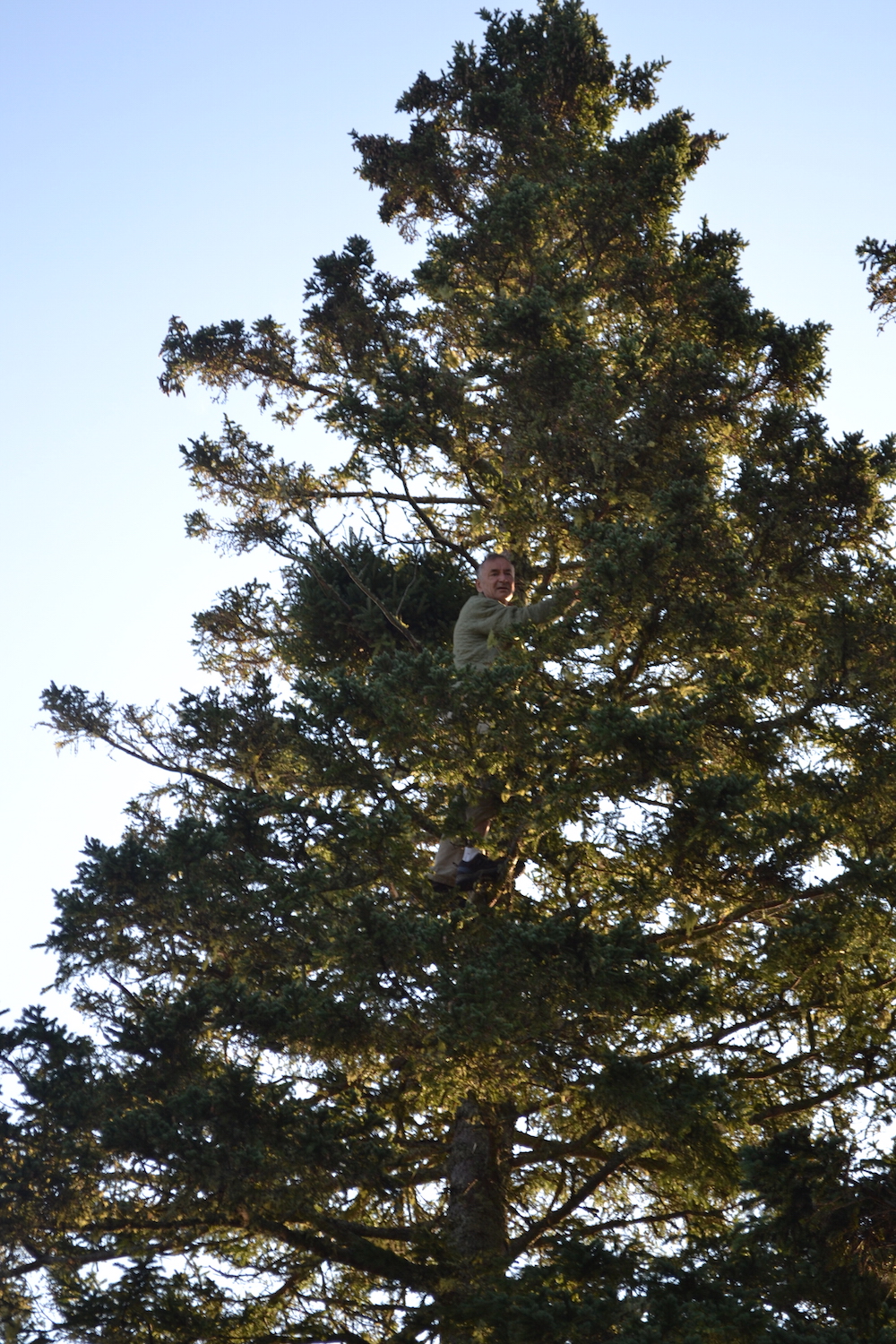 Climbing the spruce trees