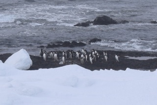 Penguins beginning their own trek across Livingston Island, Antarctica