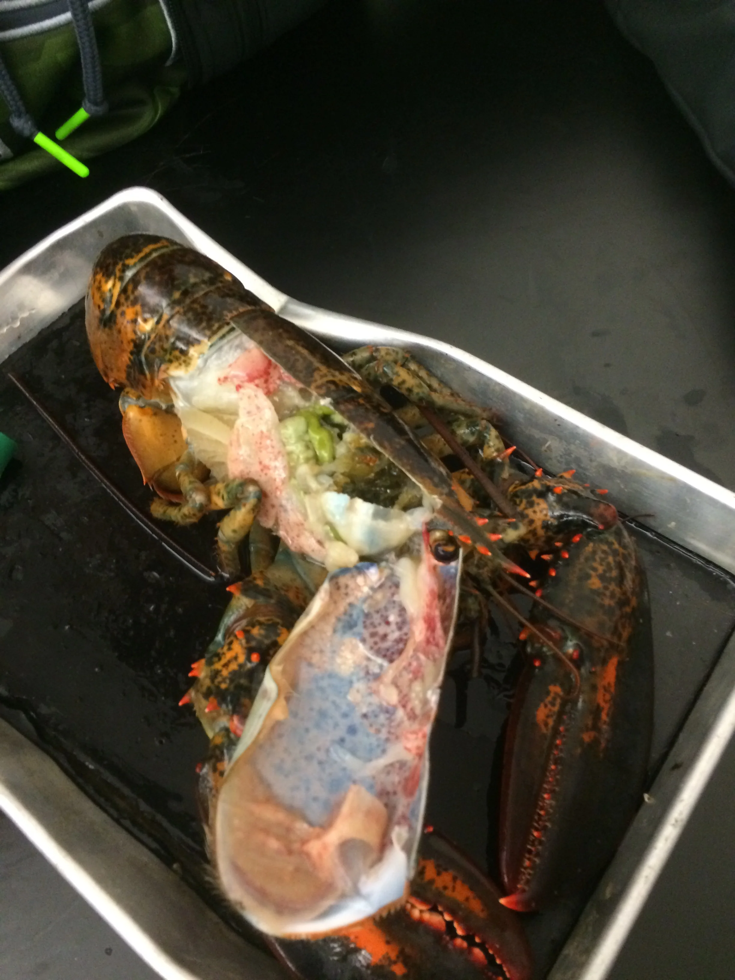 Eastern Maine Skippers Program kicks off with amazing event