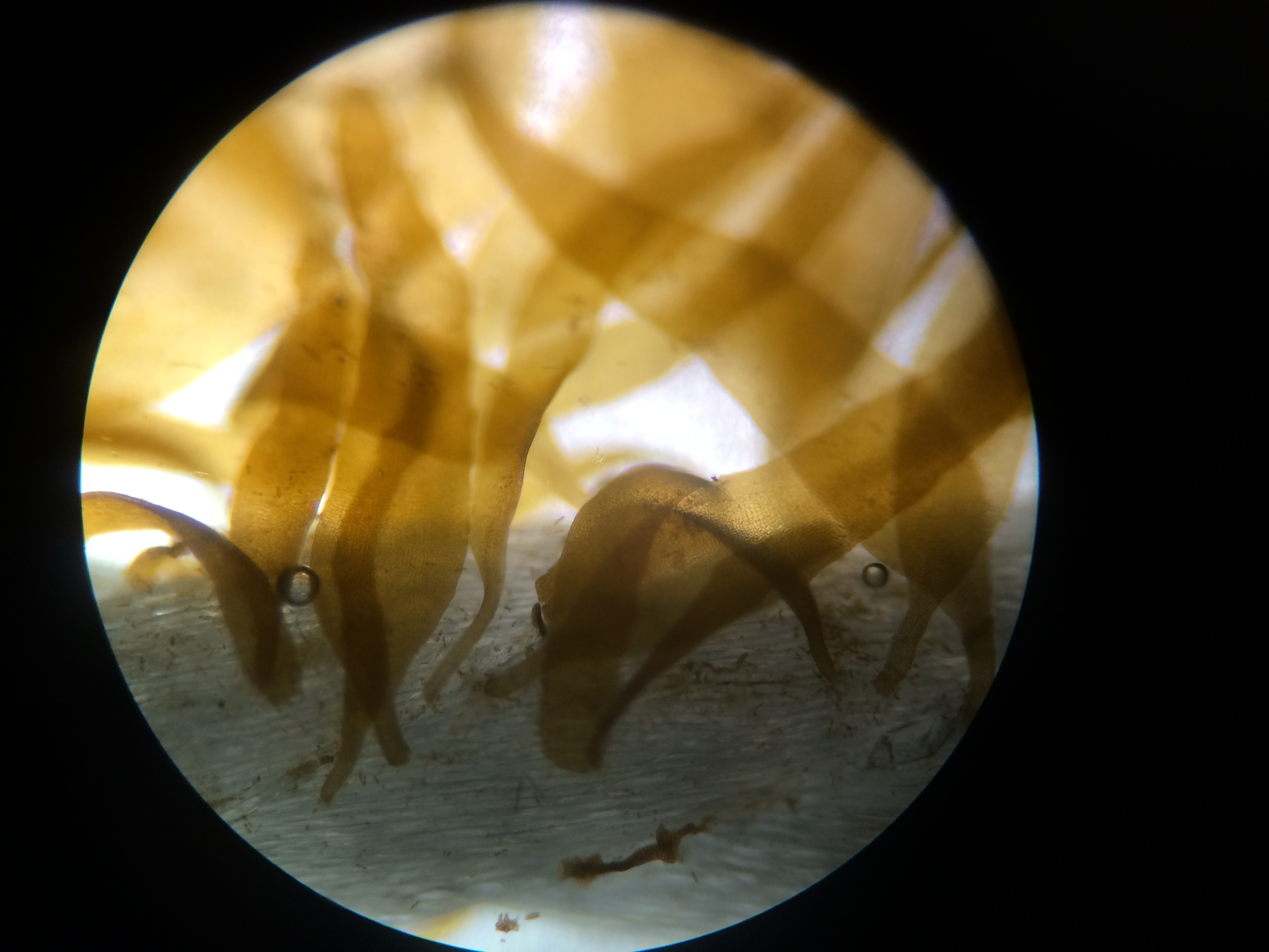 Kelp under the microscope at the time it was put in the field