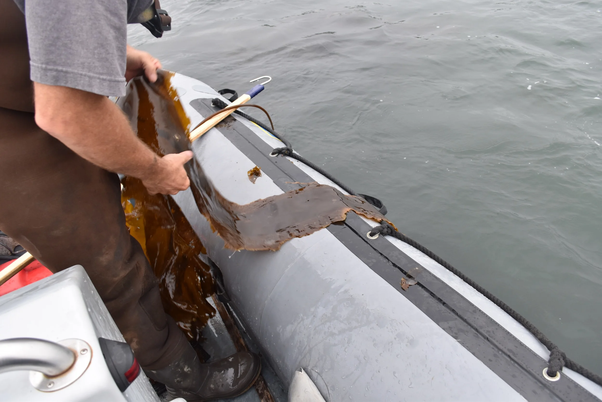 Harvesting kelp with Paul Dobbins