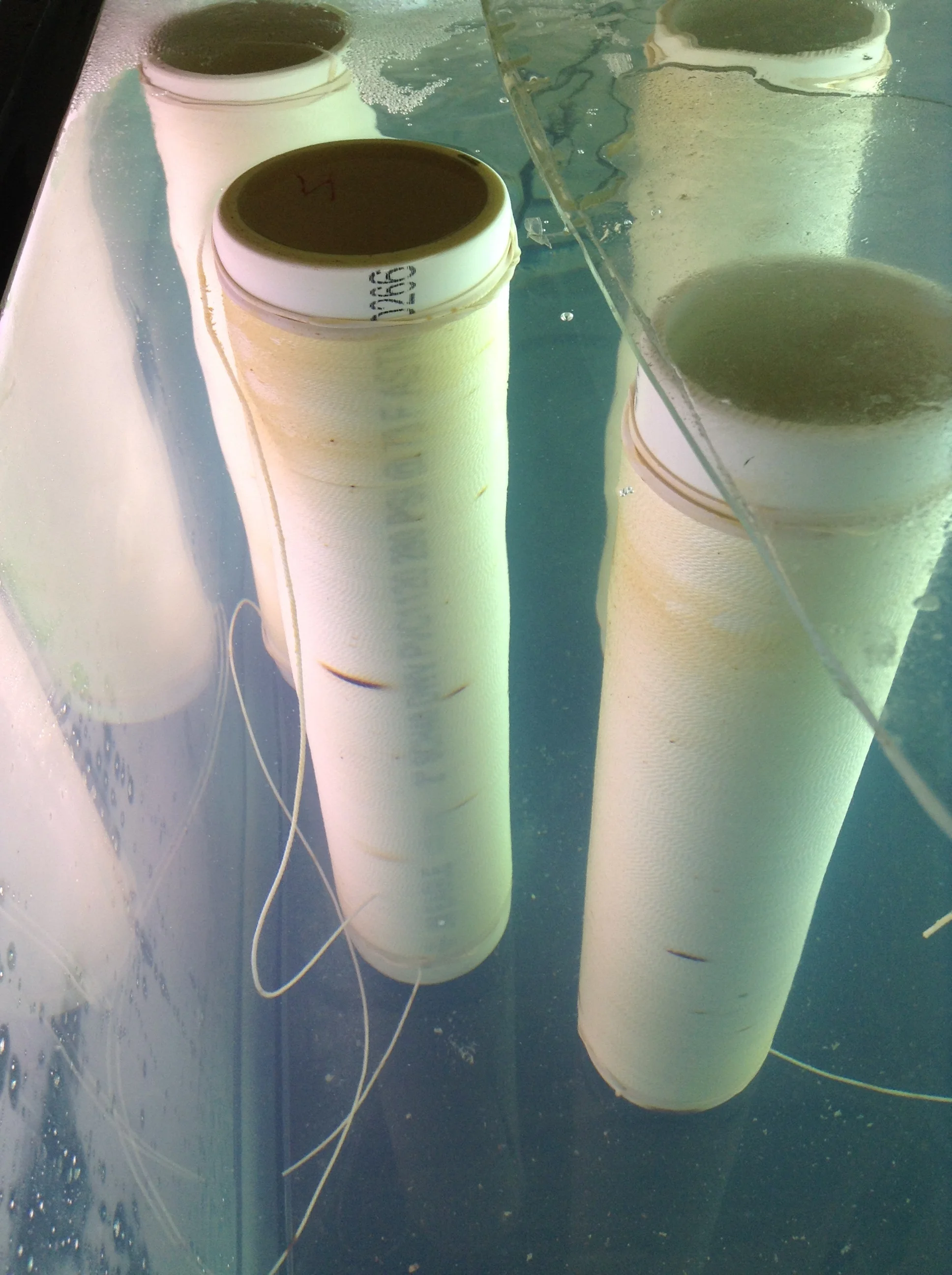 Aquaculture comes to Hurricane!!