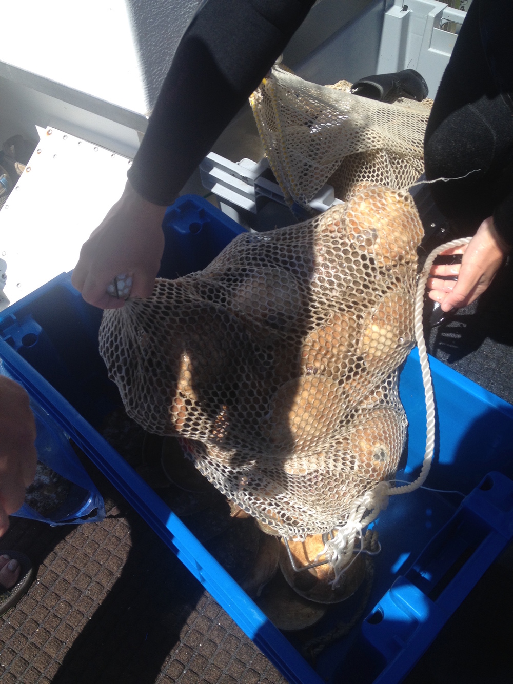 Emptying the scallops we collected on the dive so we can process them on board