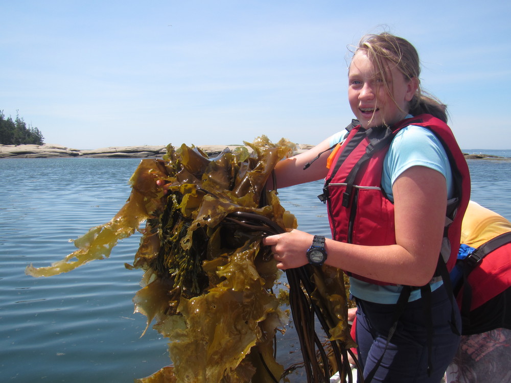 MS Marine Ecology student getting into the kelp harvest on Hurricane Island