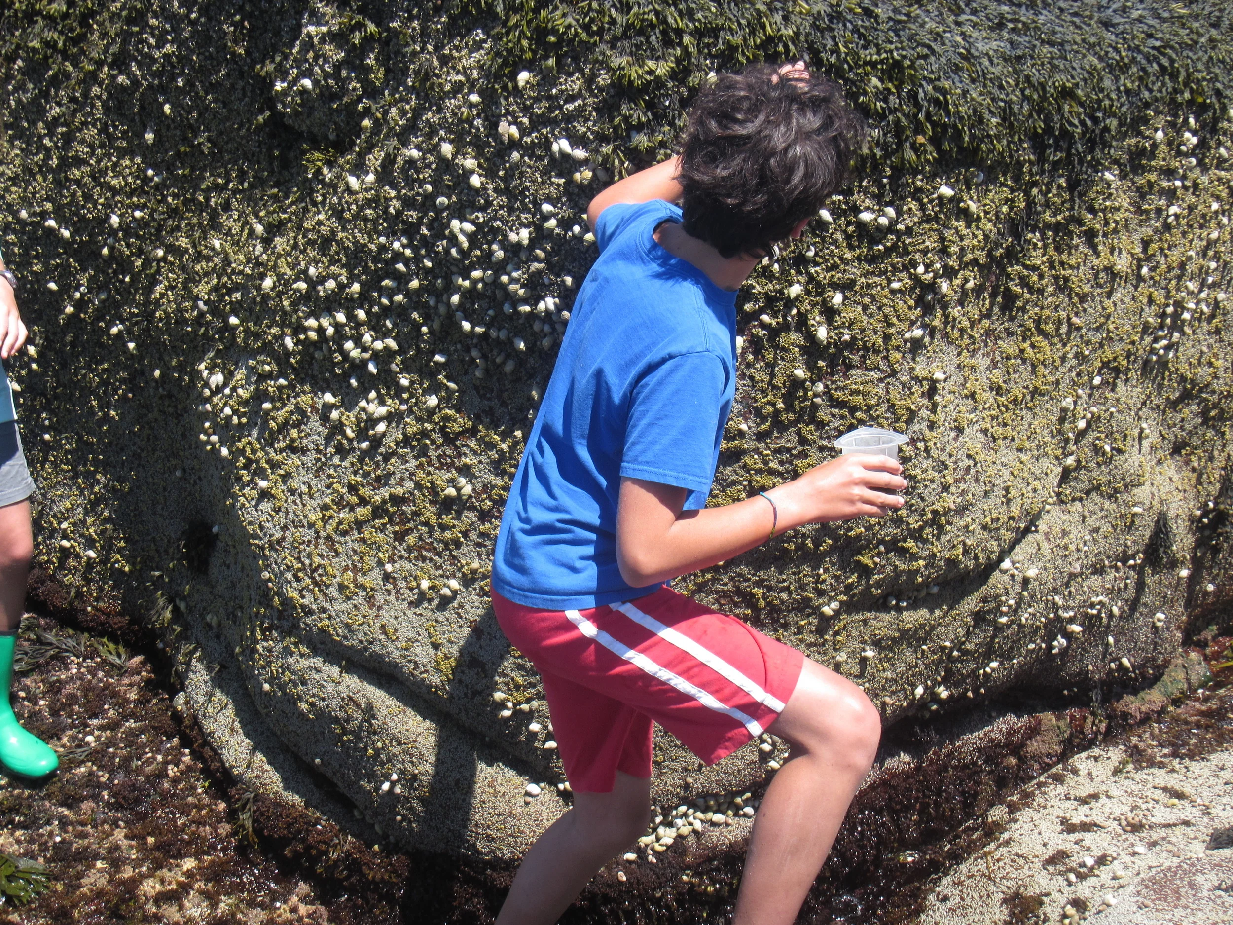 dogwhelk wall.jpg
