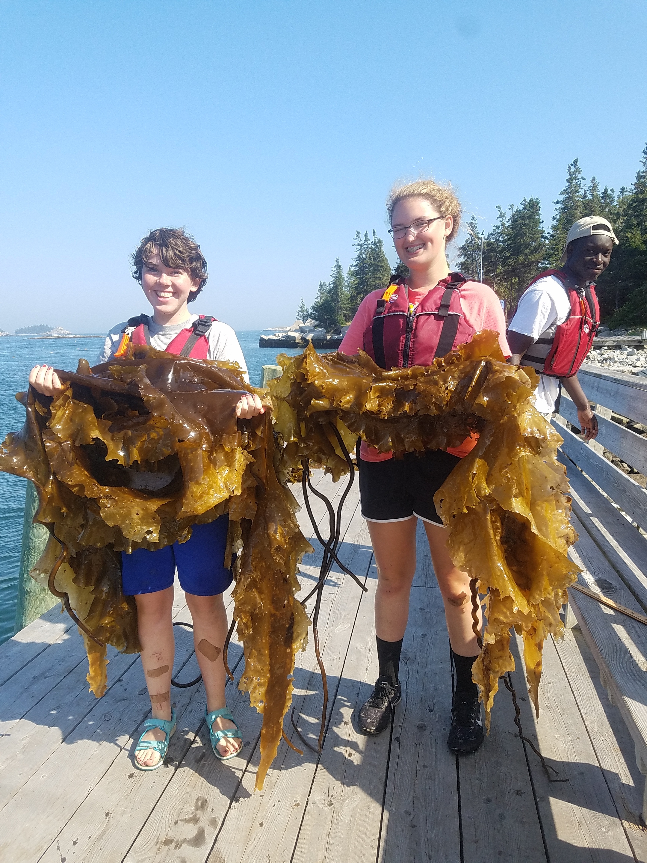 We made new "fronds" during the kelp harvest!