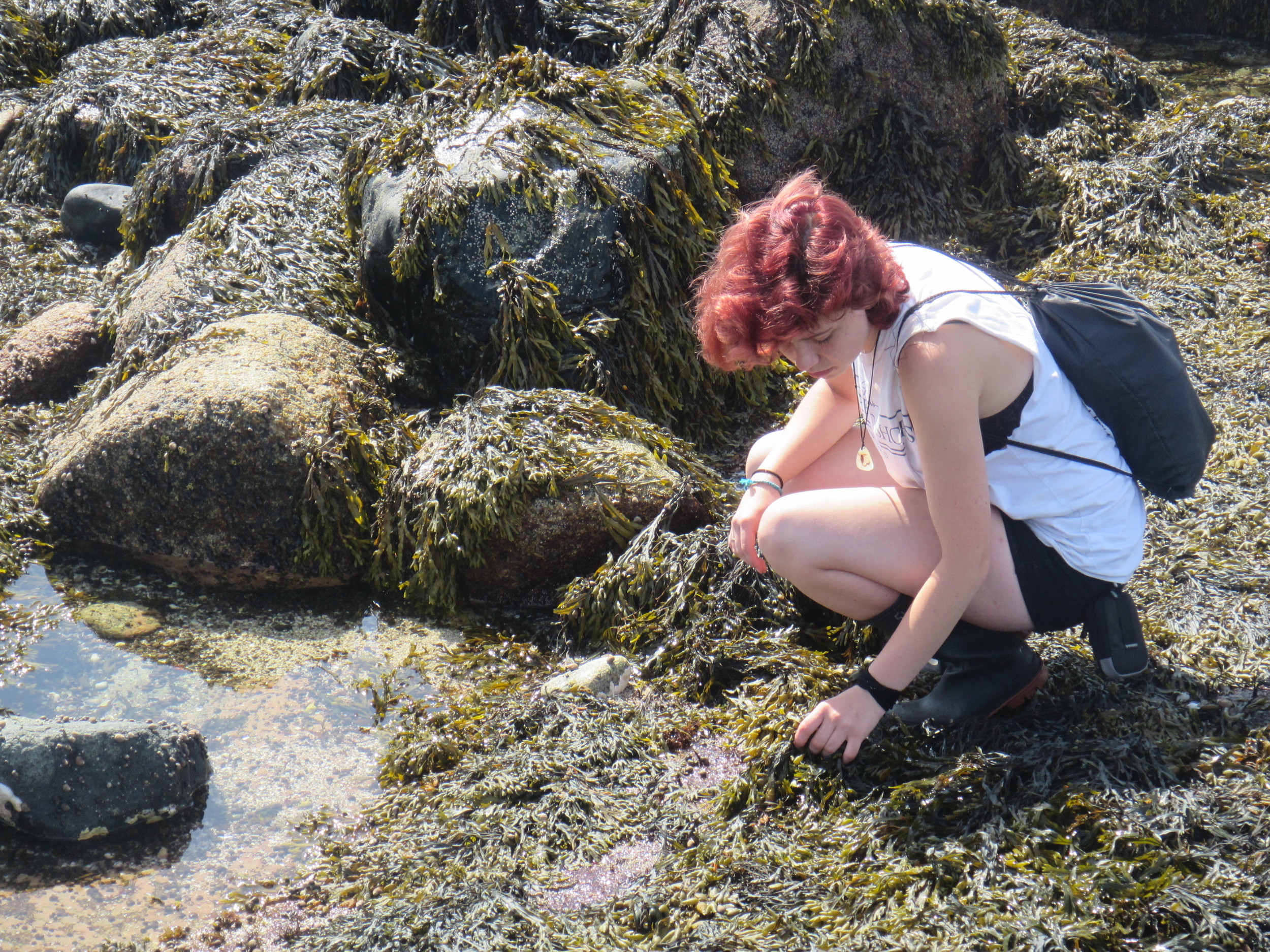 bladder wrack.jpg