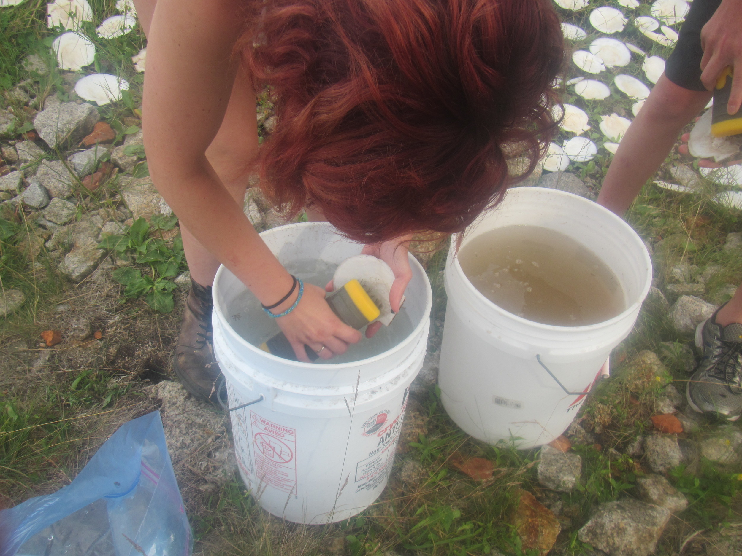 Cleaning research scallops.jpg