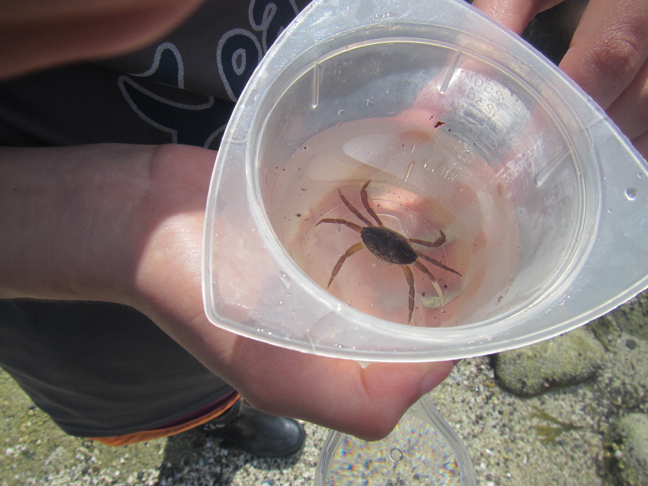 Feeling a little crabby.jpg