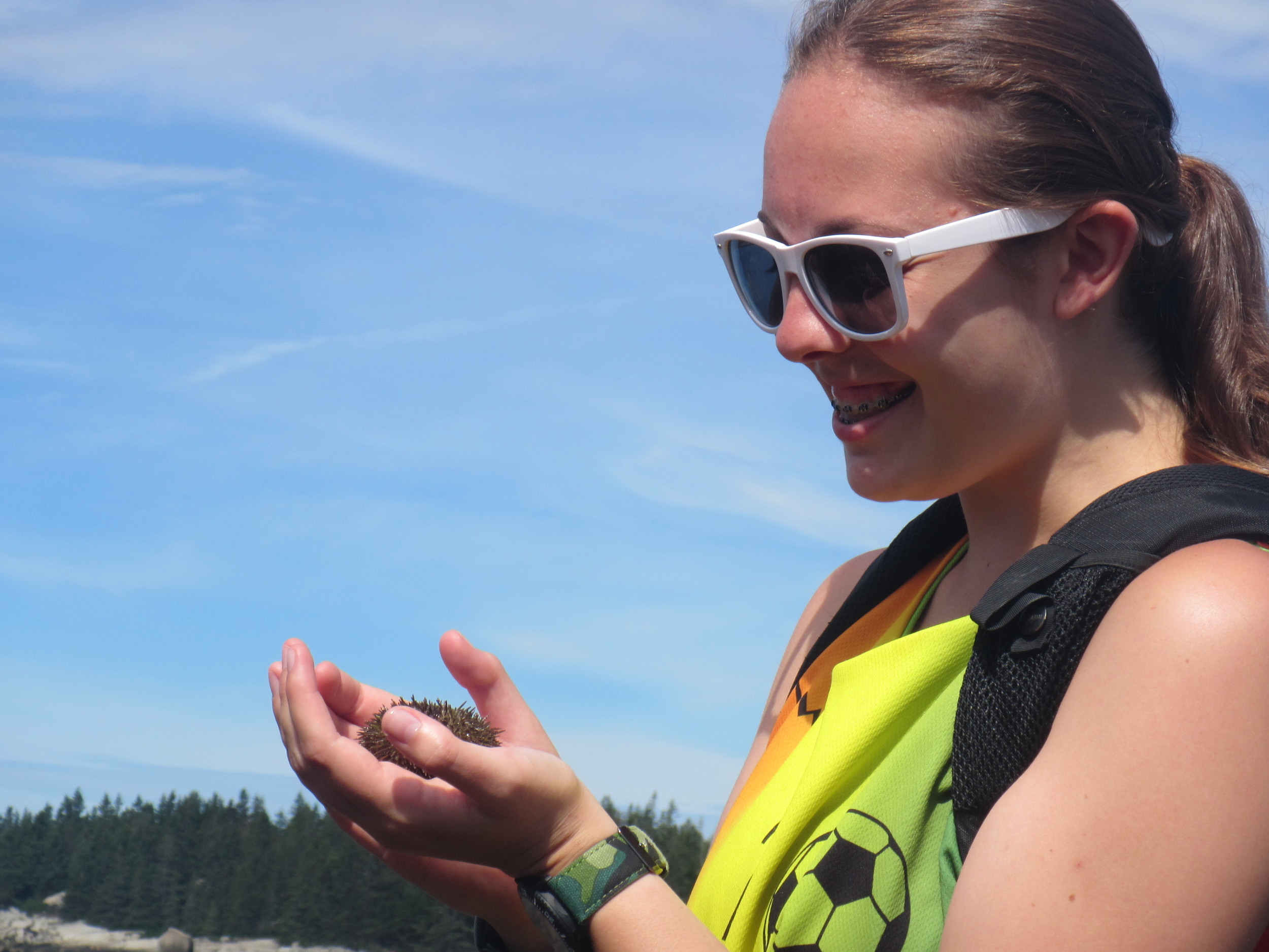 Live Sea Urchin.jpg