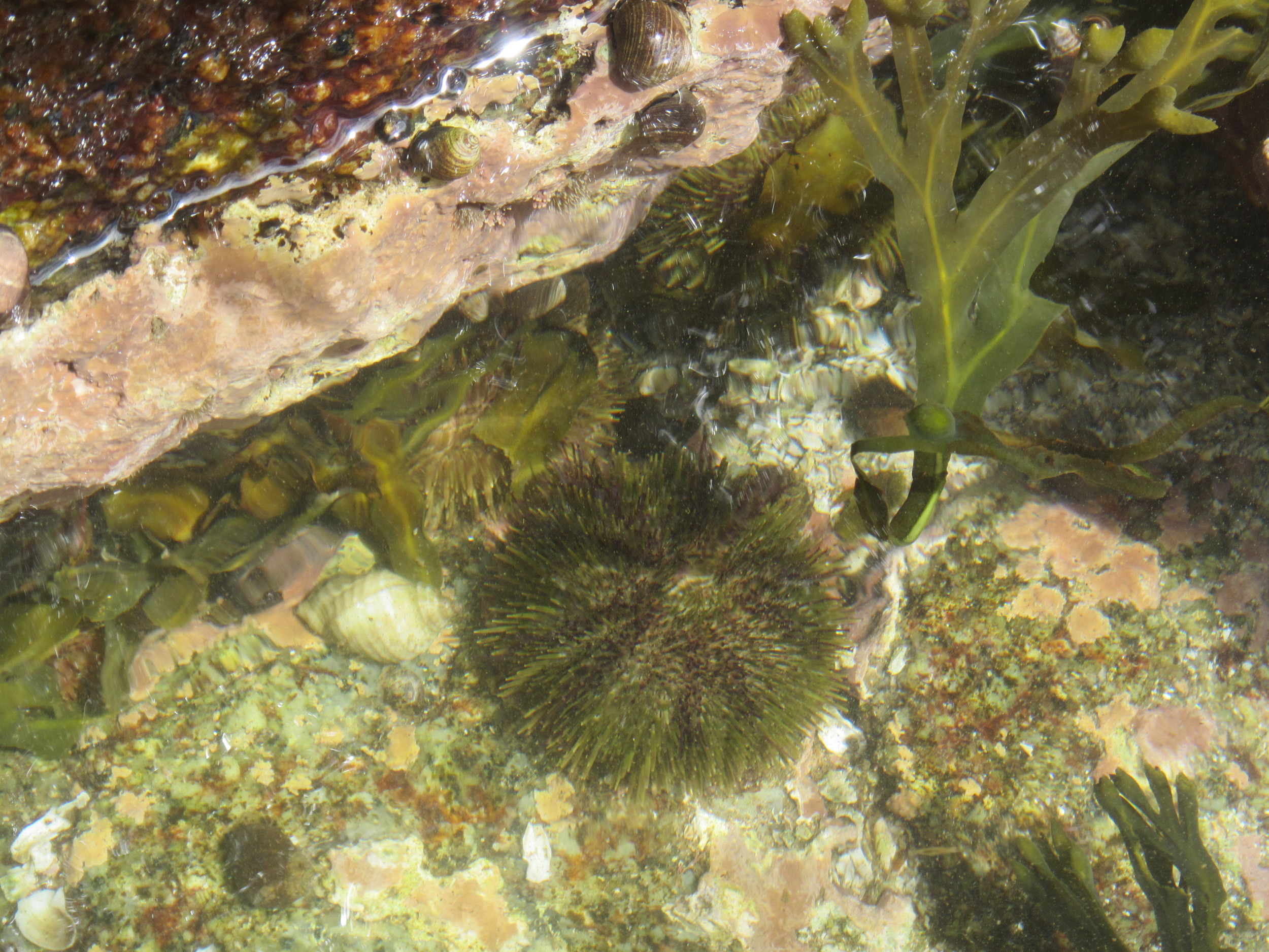 Sea Urchin chillen.jpg