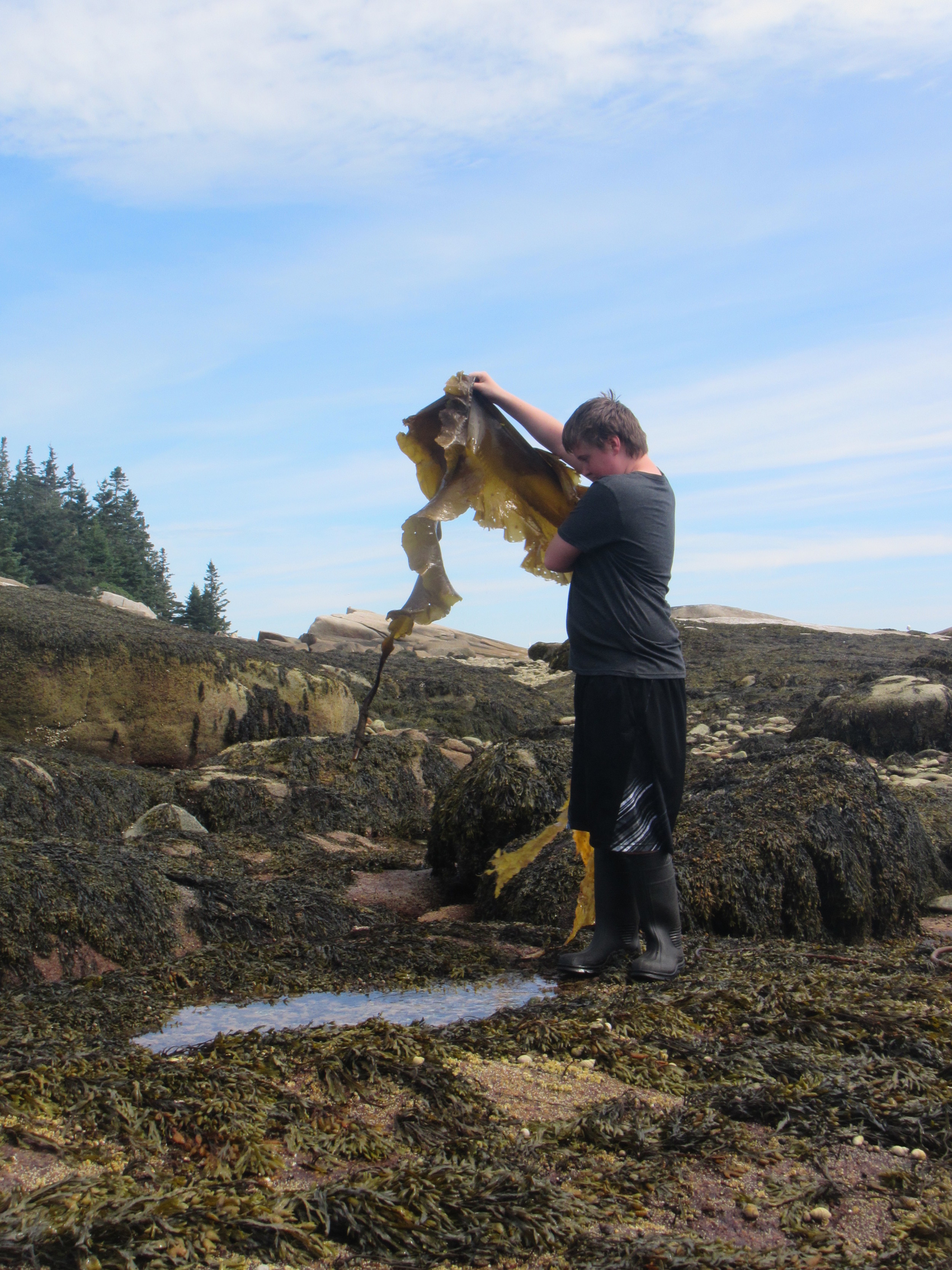 Sugar Kelp Blade.jpg