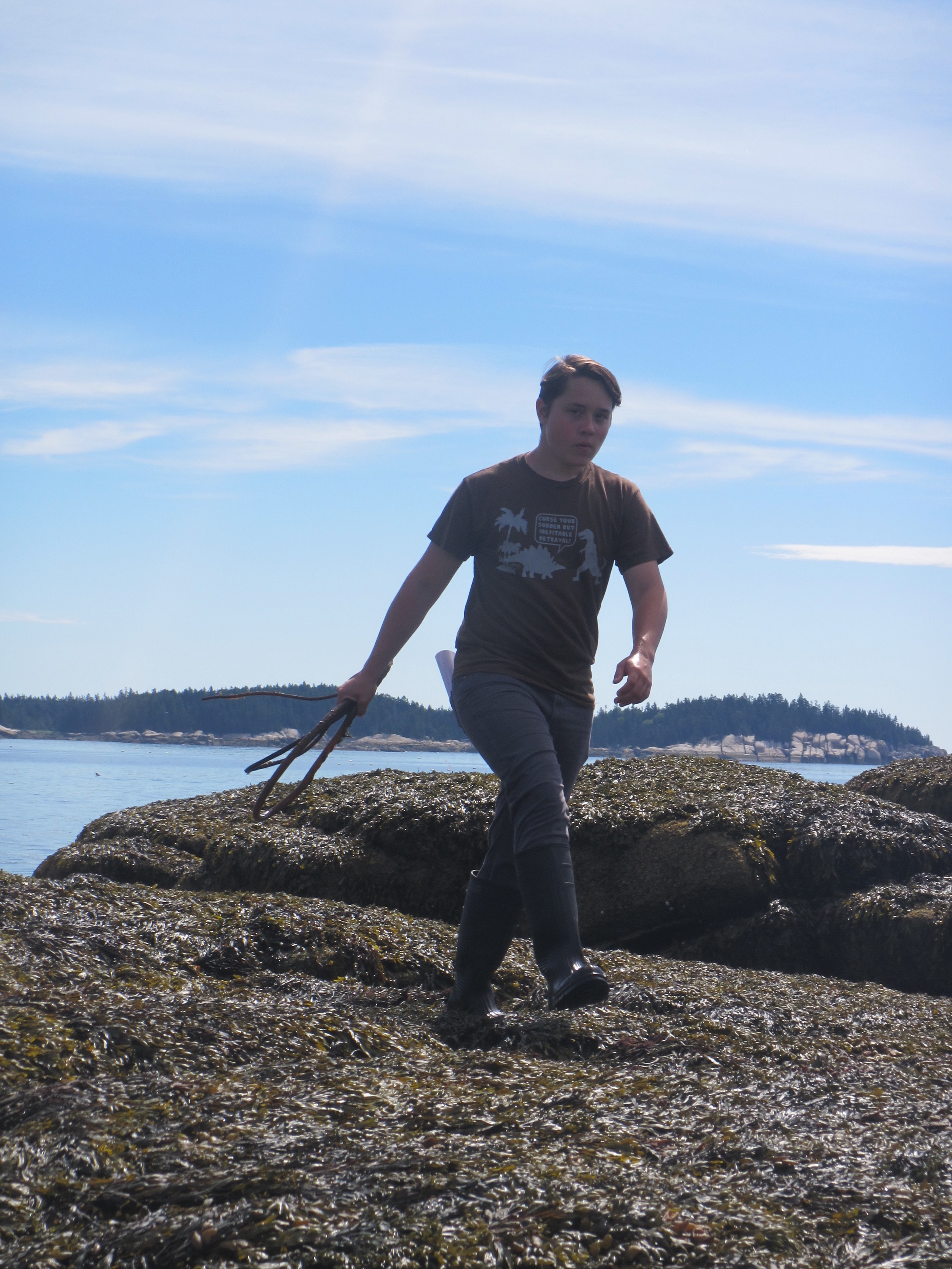 Sugar Kelp Stipe.jpg