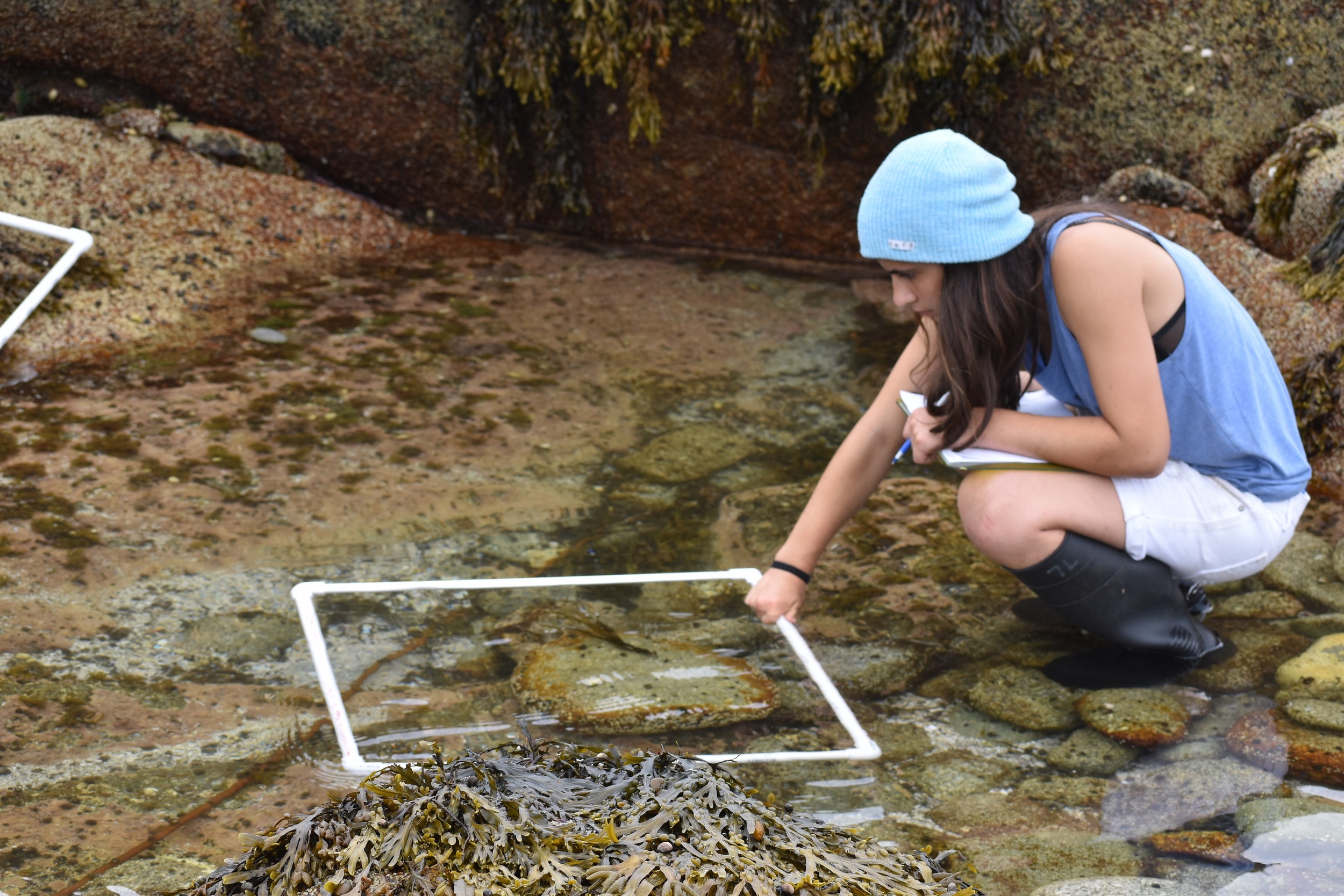 Intertidal data collection with quadrats