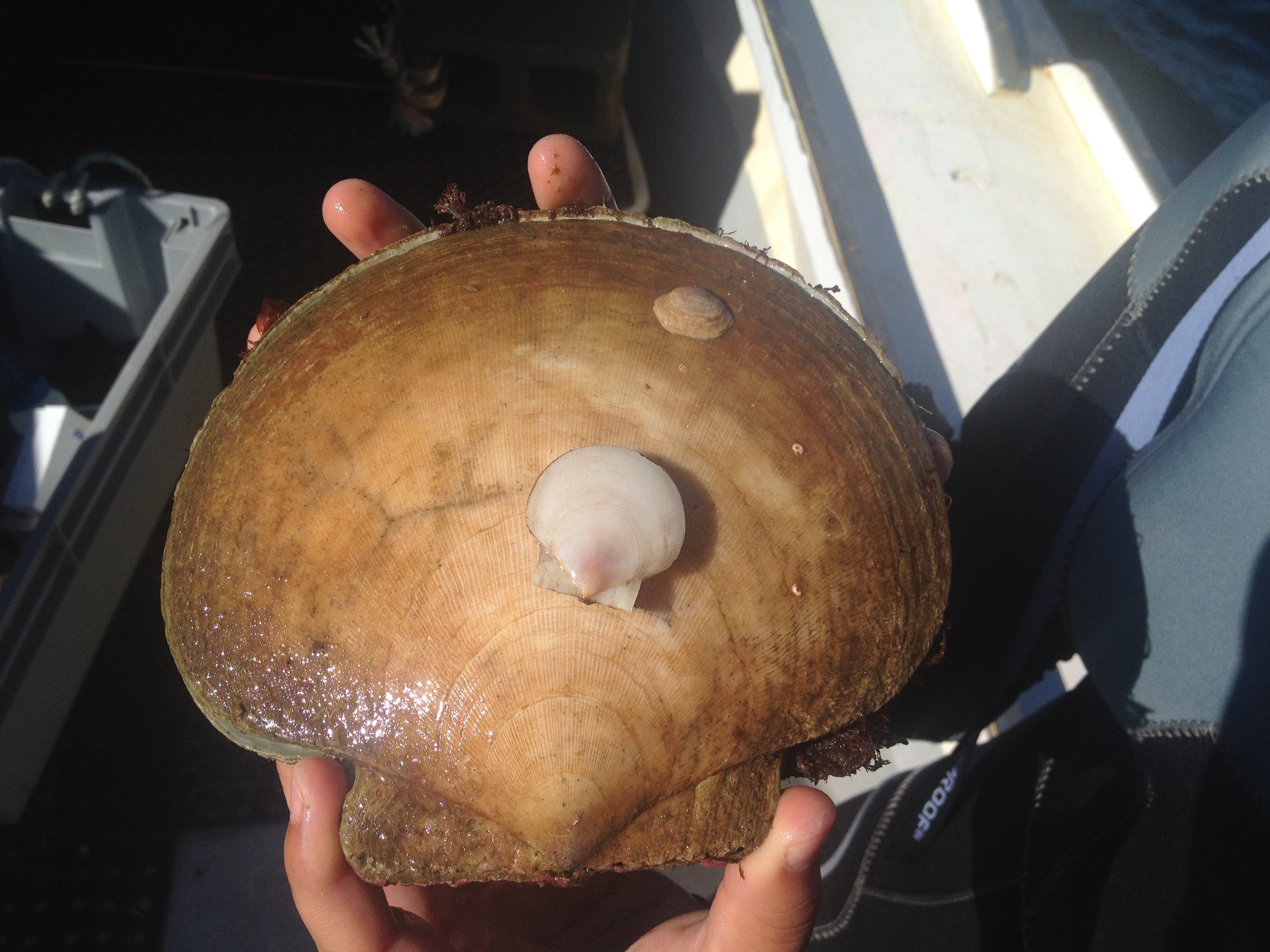 Scallops - we find all sizes while diving!