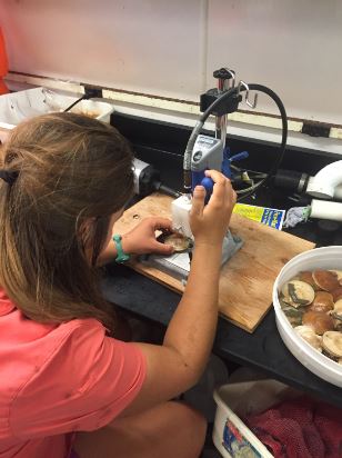 Giving scallops the "ear" piercing
