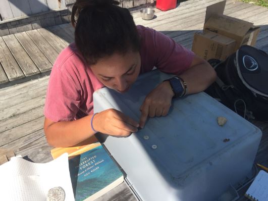 Hardness test for buttons to determine what time period they were made in