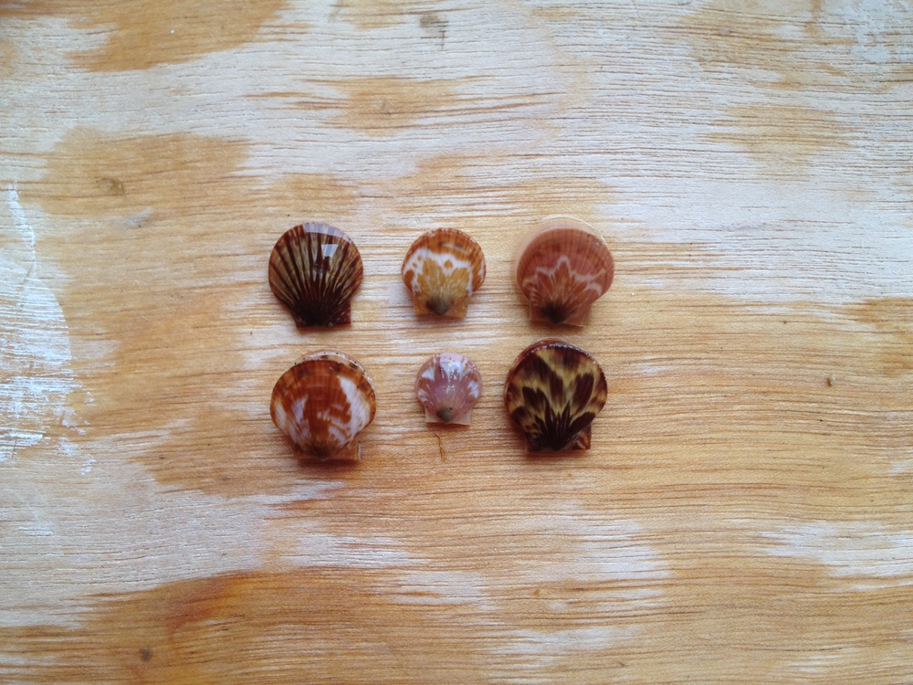 Scallop spat in a wide variety of colors and patterns that they will lose as they grow older