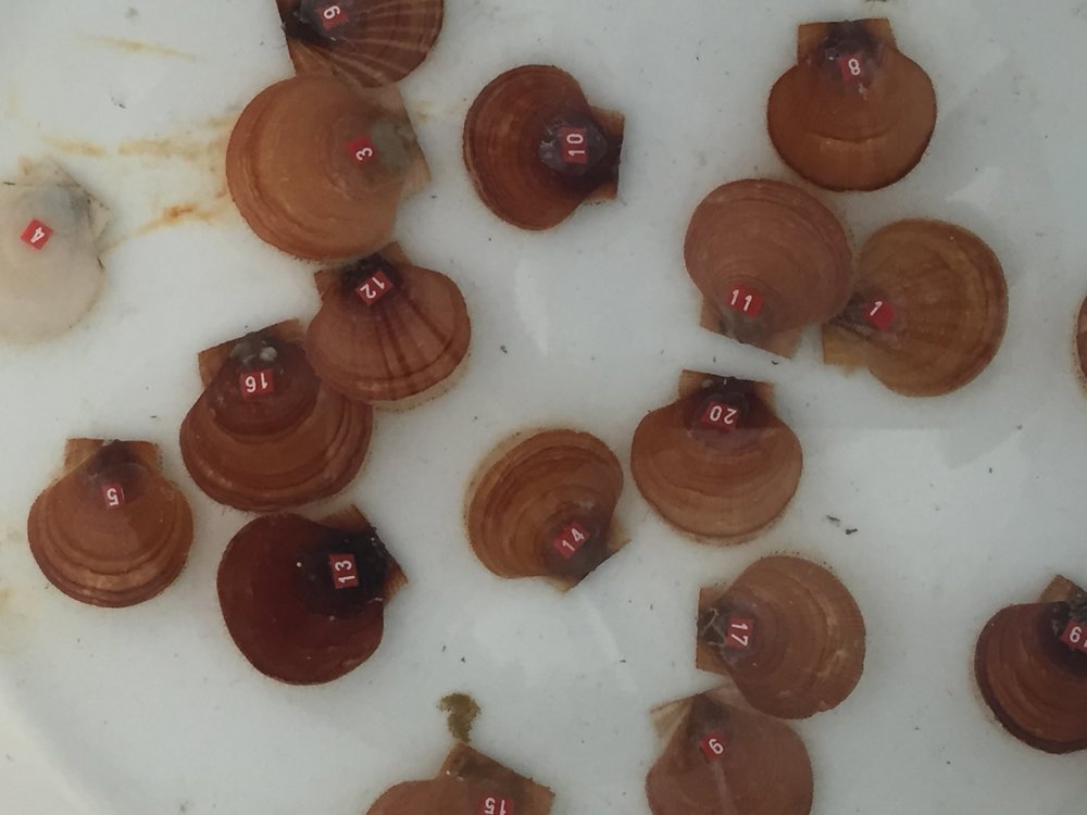 The tagged scallops from our spat bags whose growth we will be tracking