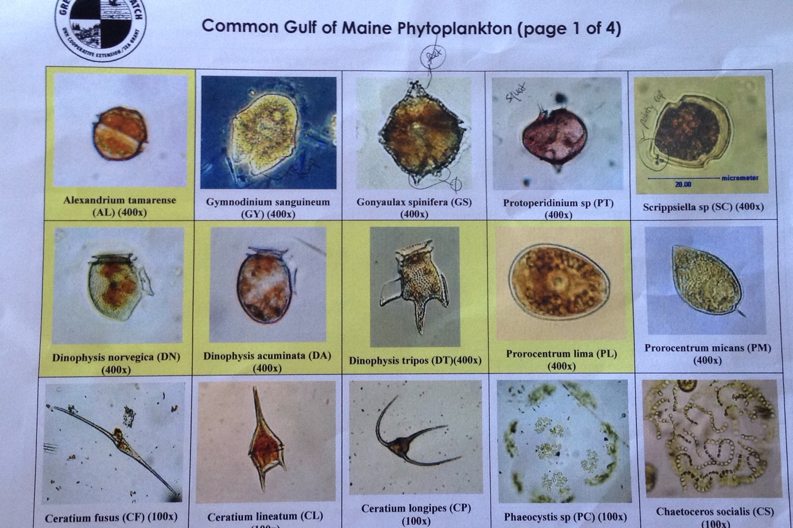 Target species (yellow) to keep an eye out for