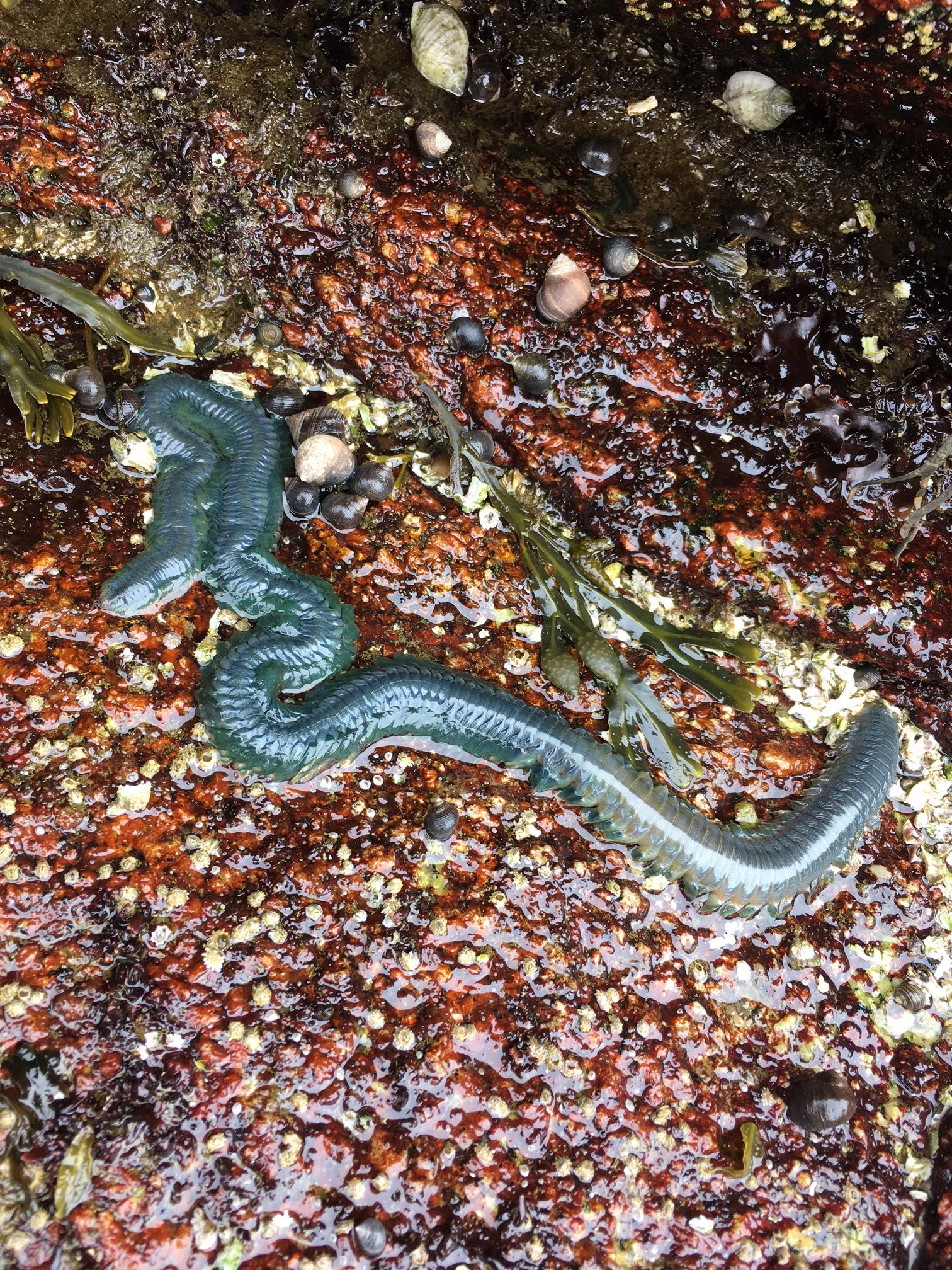 Nereid worm spotted by CSW students during low tide.