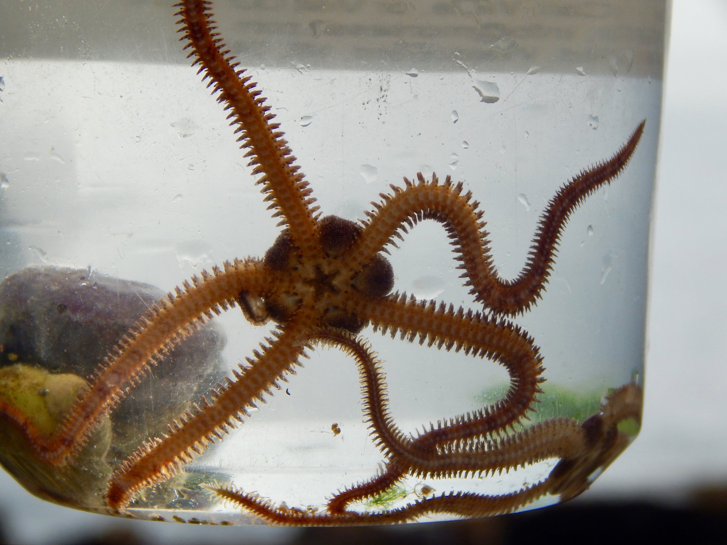A brittlestar found in the rocky intertidal. The stars in the sea were just as fascinating as the stars in the sky.