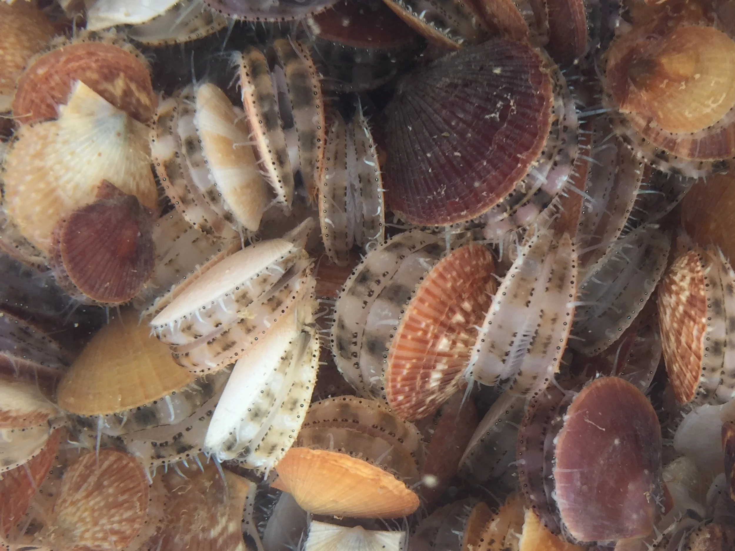 Scallops out of Hurricane