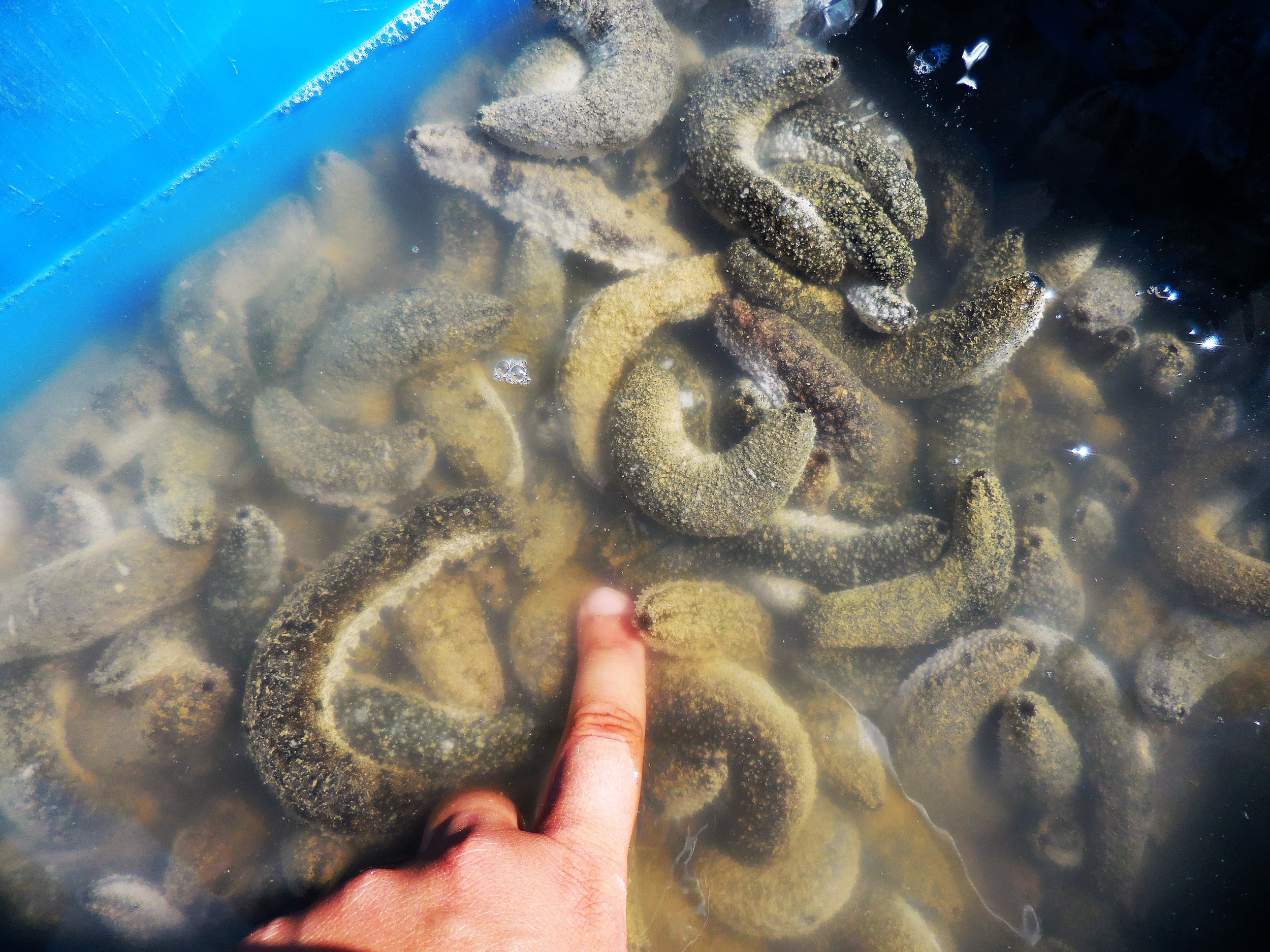 Baby sea cucumbers ready to grow!