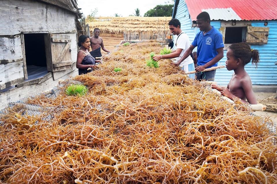 Villagers drying their harvest on mesh tables (Image courtesy of ReefDoctor)
