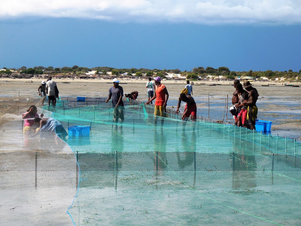 Building new sea cucumber pens in the tidal flats