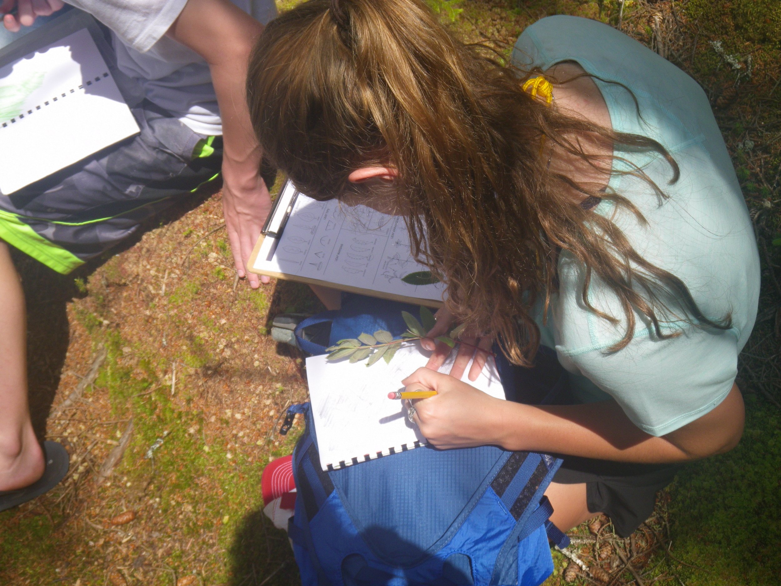 Students practice leaf identification through observation of various leaf characteristics.