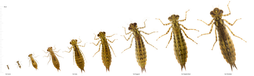 Dragonfly larvae will molt between 5 and 14 times before it is ready to emerge as an adult dragonfly (Image from Shropshire Dragonflies )