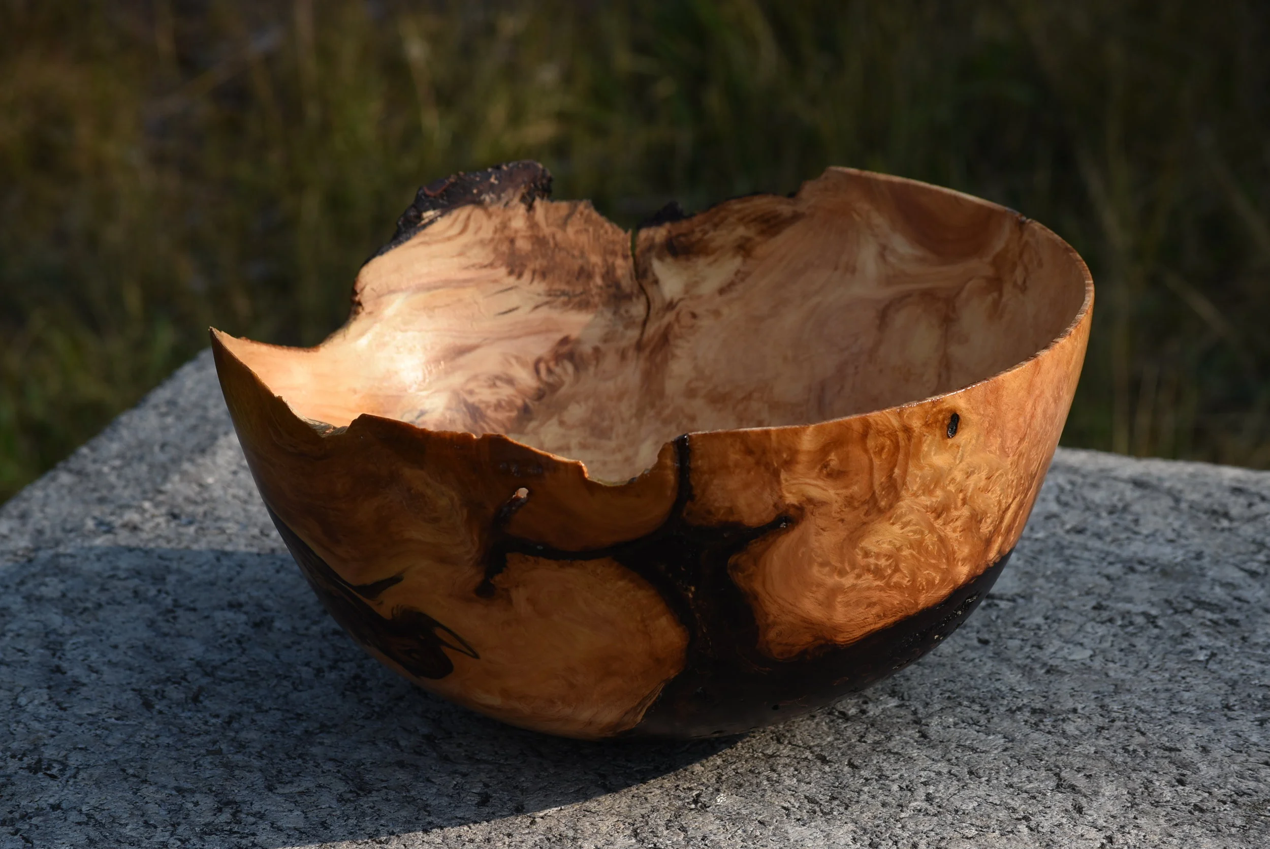 Hurricane Spruce: $1000