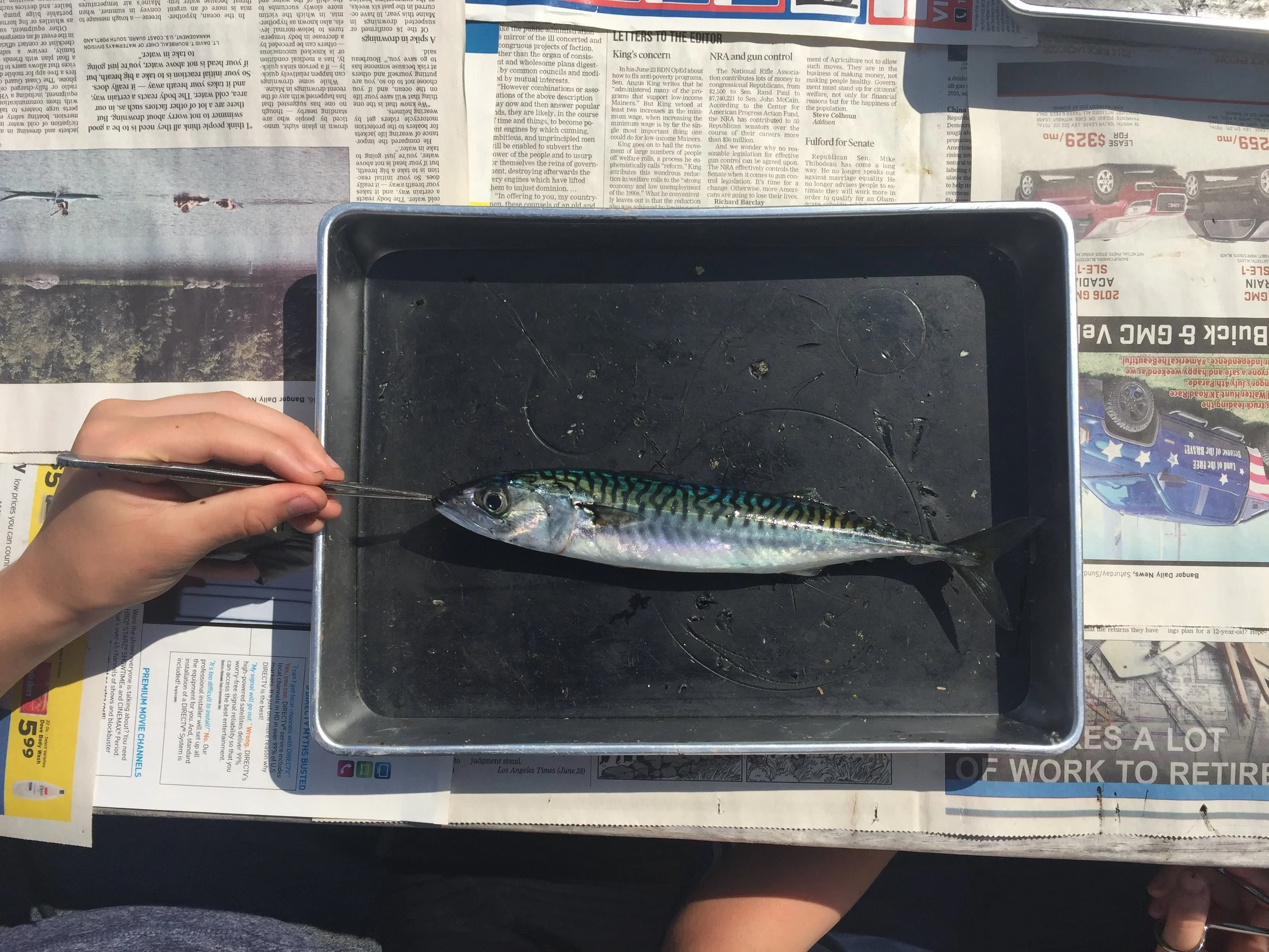 Notes from Dissection Dana: Middle School Marine Biology and the Mackerel