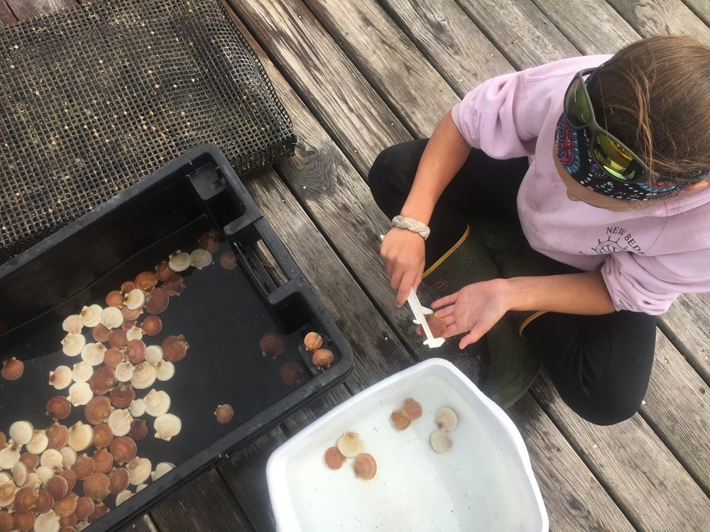 Tracking the growth rates of tagged scallops