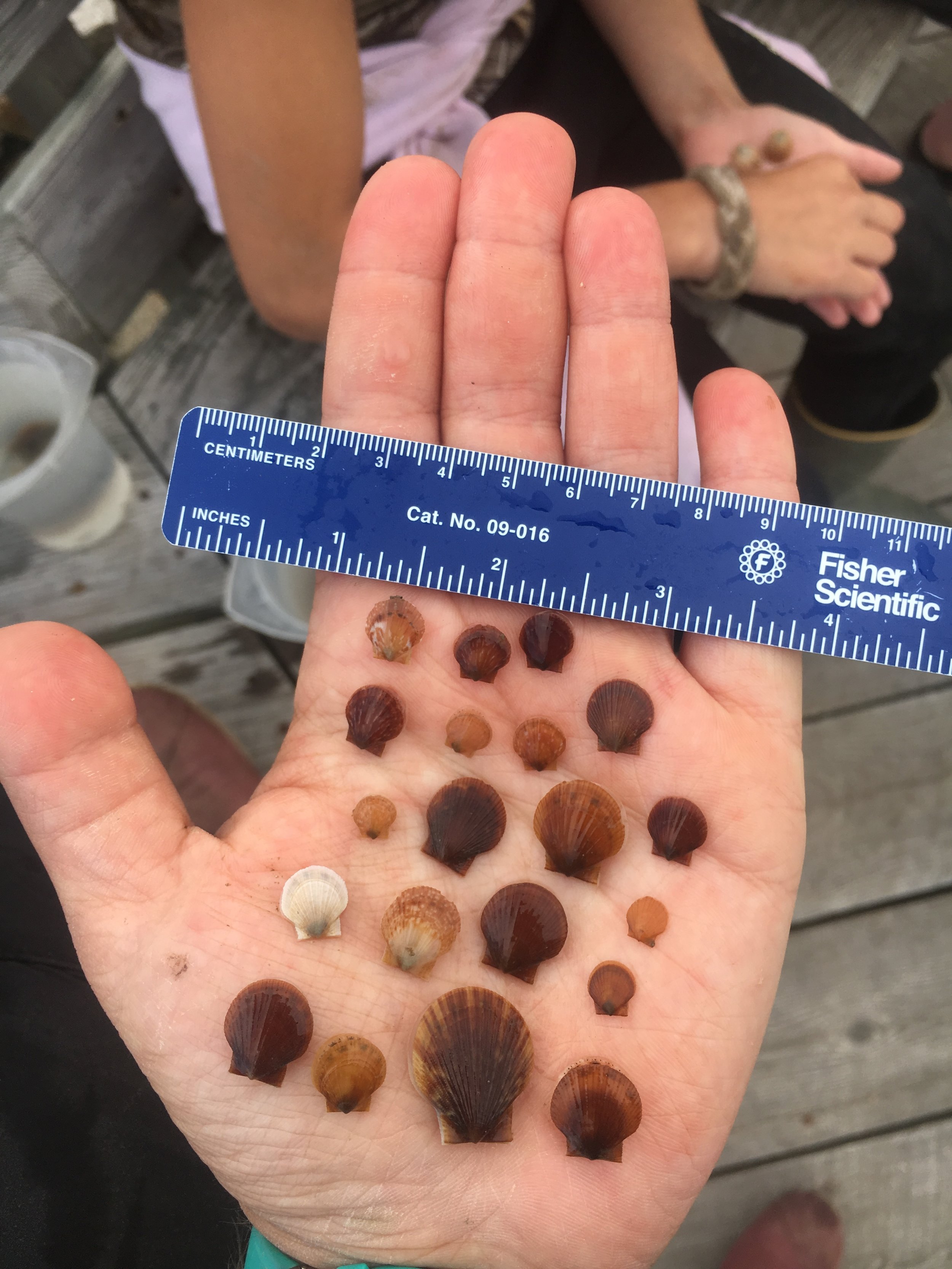 Make way for the next cohort of little bivalves!