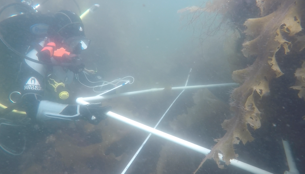 I’m placing a quadrat along our transect for the quadrat protocol in which we count the number of kelp fronds and invertebrates in a 1m2 quadrat