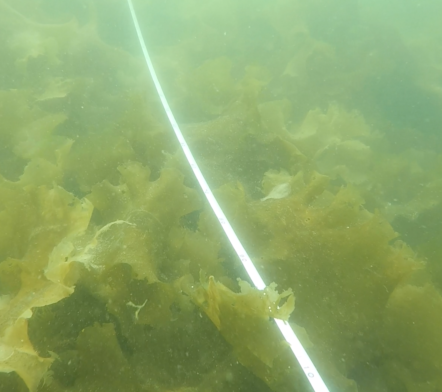 Our transect running through a bed of Saccharina “sugar kelp”, the most common type of kelp we find around Hurricane Island