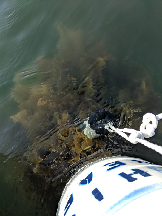 Testing the pH and dissolved oxygen of the water near the kelp lines.