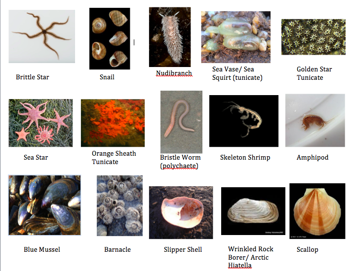 An ID sheet of common organisms found in our spat bags 