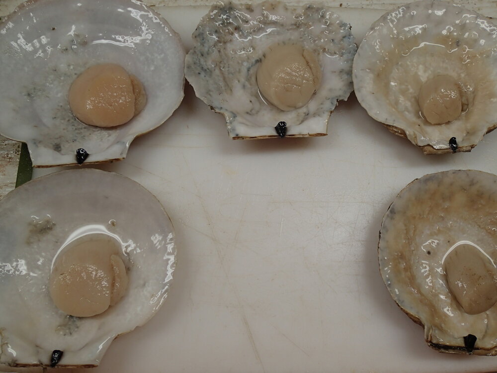 Examples of the range of scallop meat quality found on Georges Bank with normal scallops on the left and poor quality scallops on the right. We will be using a similar scale to evaluate the condition of the scallops at our site.