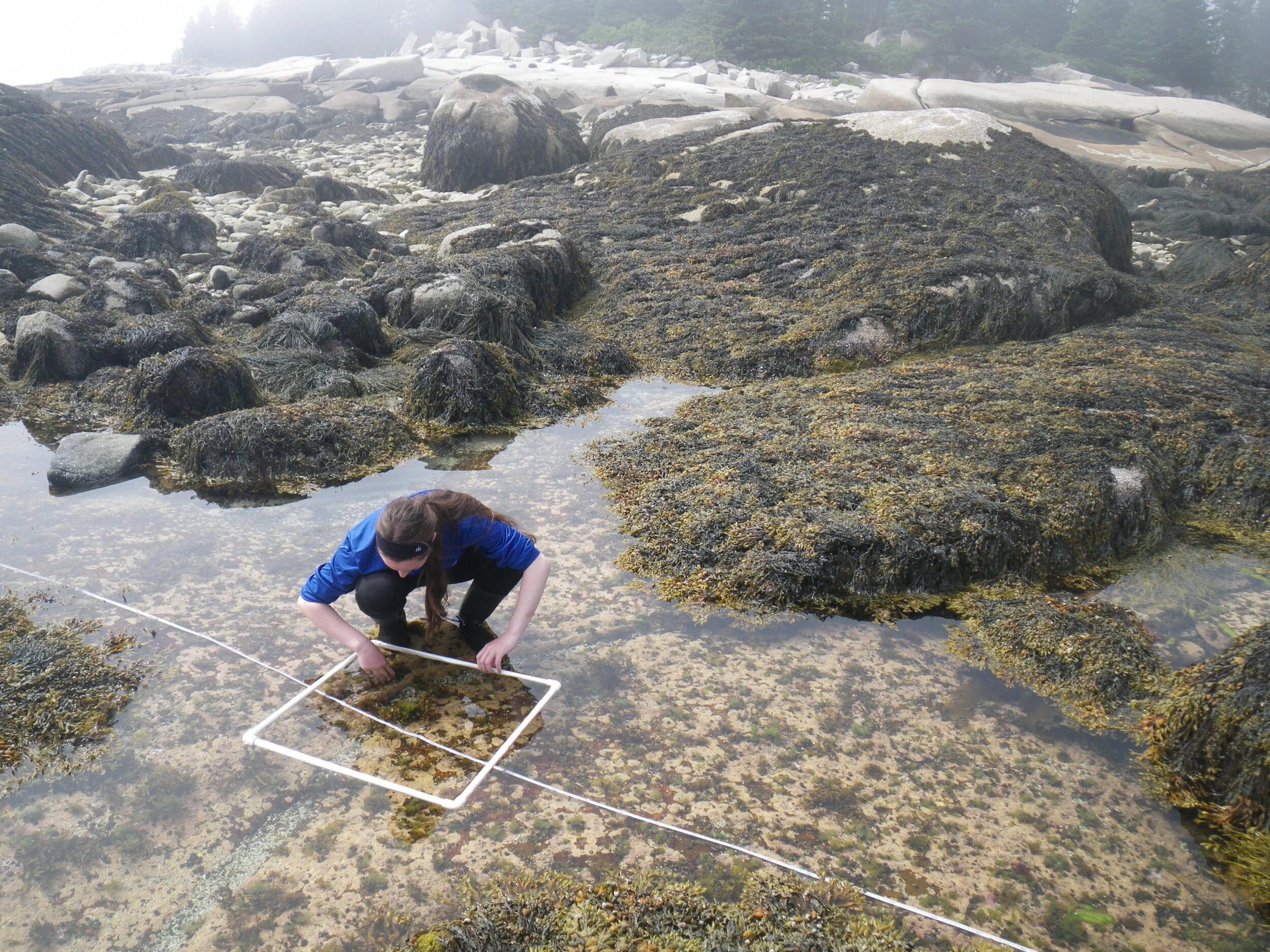 girl intertidal transect.JPG