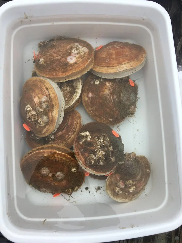 tagged scallops.jpeg