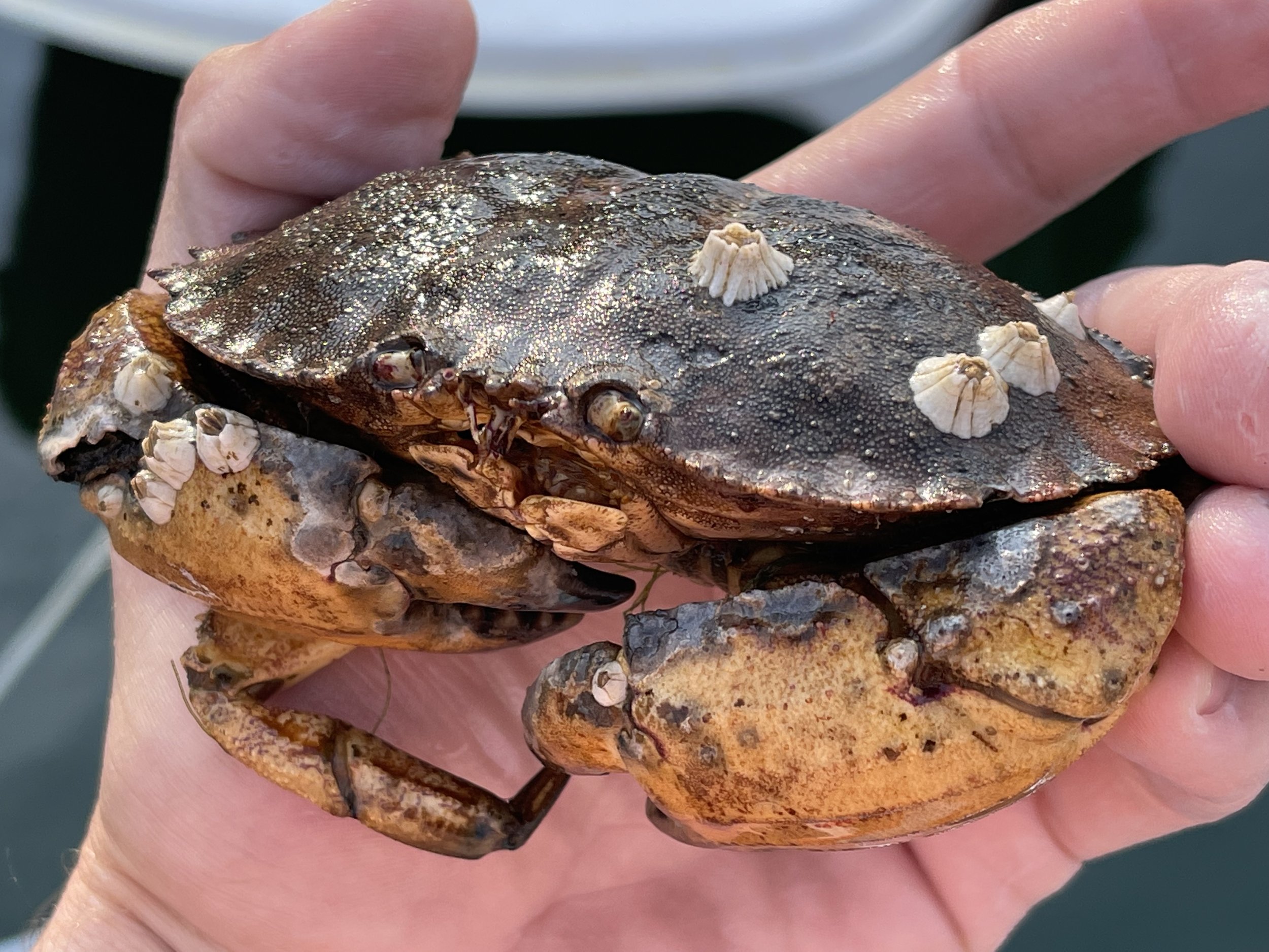 One of the crabs caught while snorkeling along the main pier - Sam Burgess