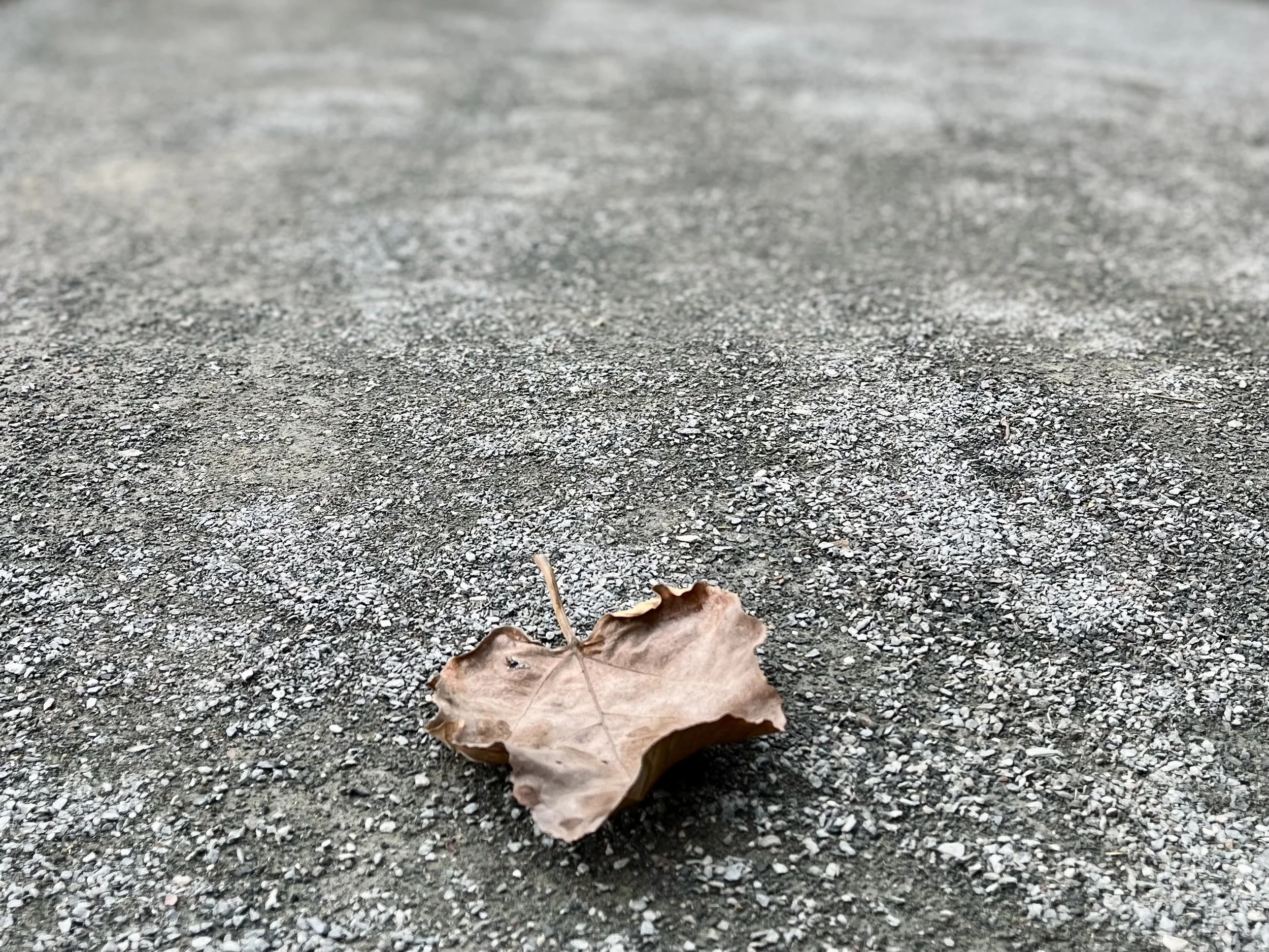 IMG_4057.jpeg