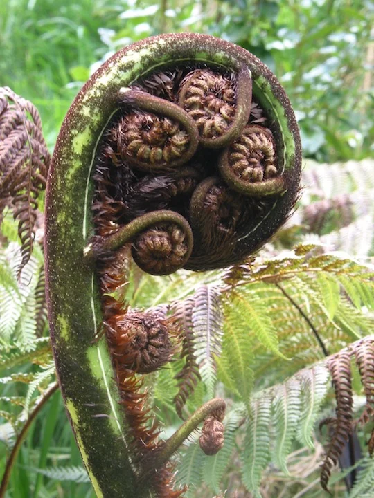 New Zealand fern.JPG