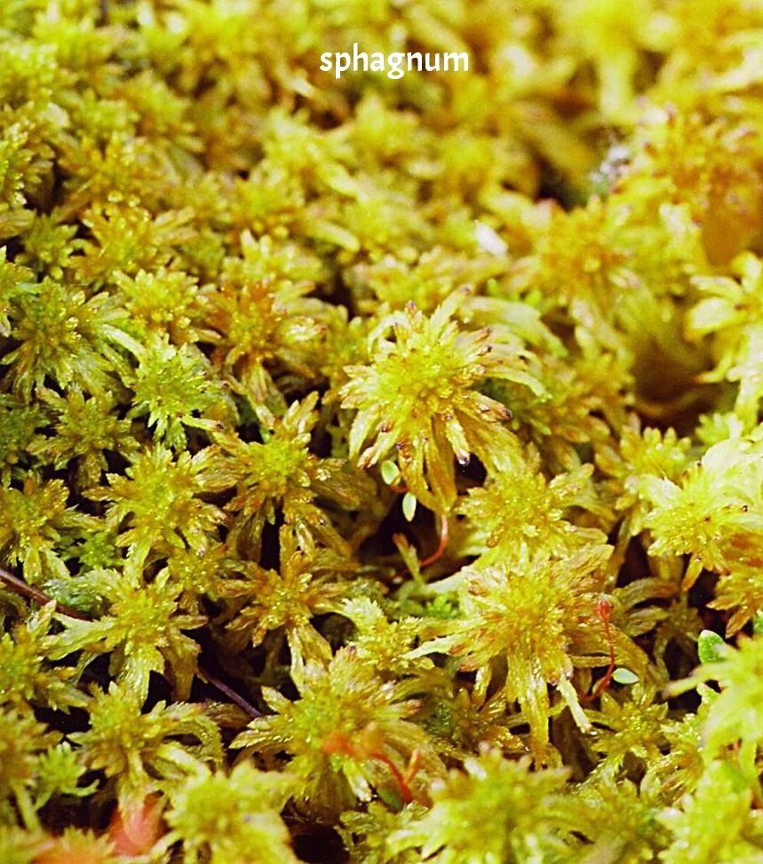 Sphagnum.jpg