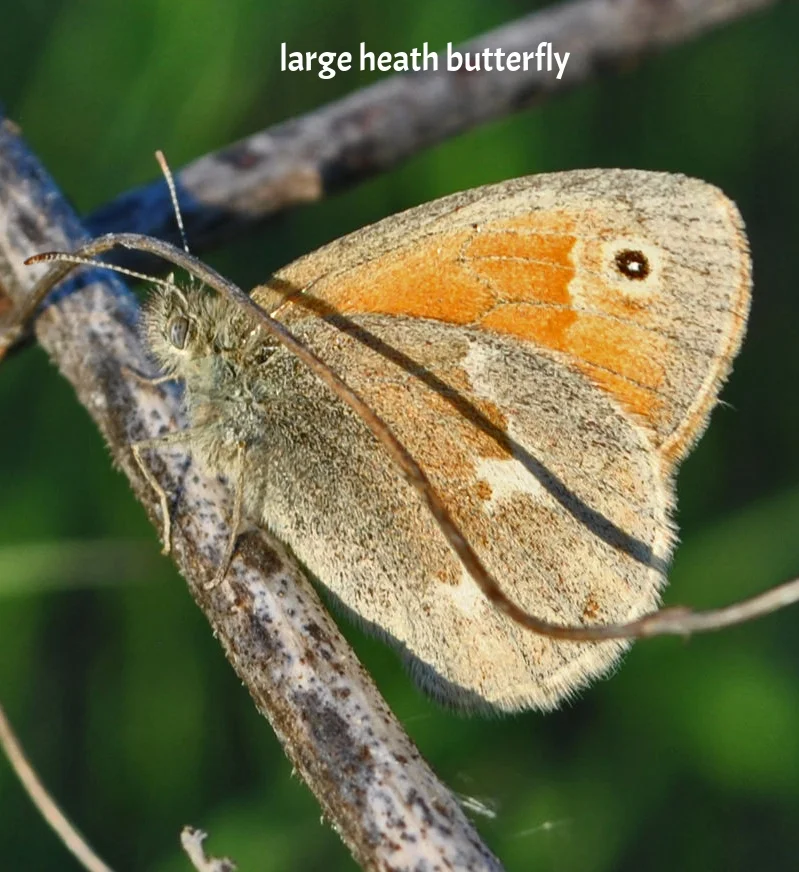 Common_Ringlet_(Coenonympha_tullia)_(9073076430).jpg