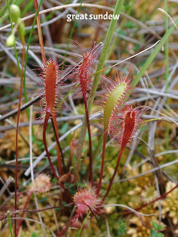 Drosera_anglica-04-Lengener_Meer-2003.jpg