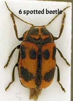 Cryptocephalus_sexpunctatus.jpg